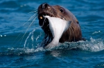 sea lion with fish (1 of 1)